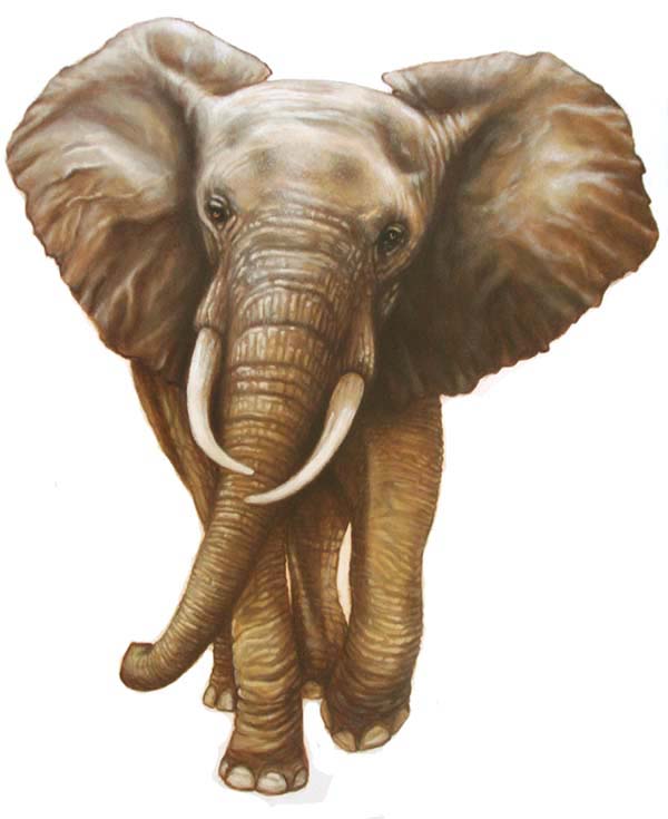 elephant-wall-decal-wall-sticker ELEPHANT WALL DECAL WALL STICKER