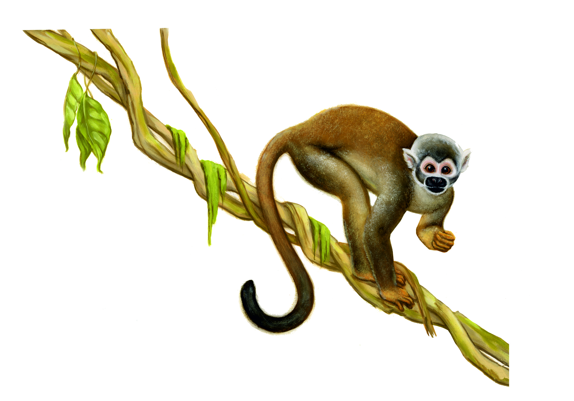 monkey-wall-sticker