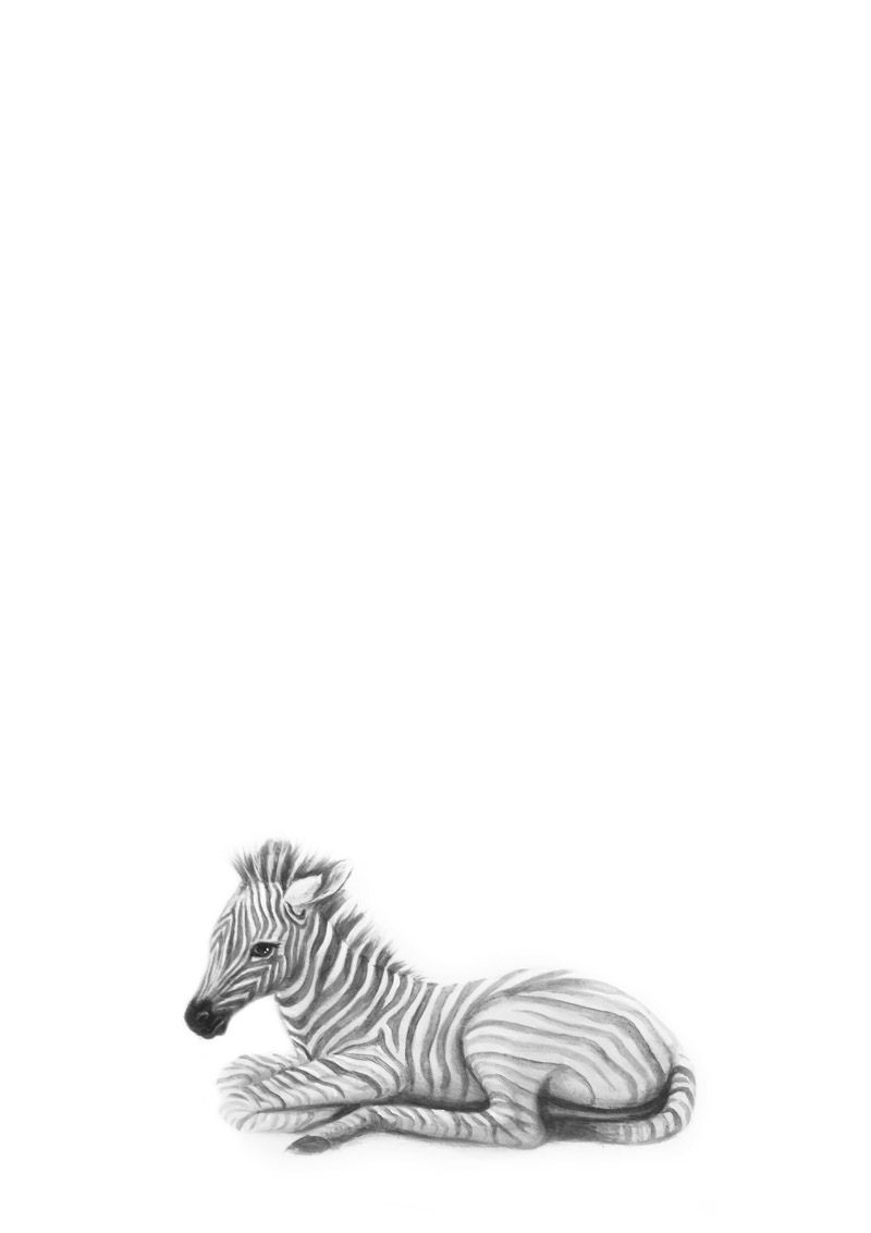 grey-zebraA4