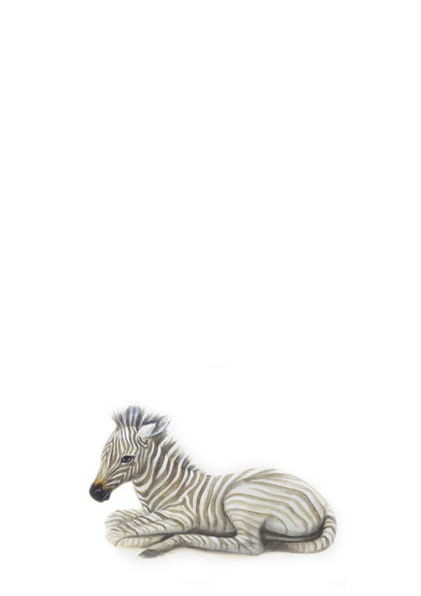 zebra wall art nursery wall prints