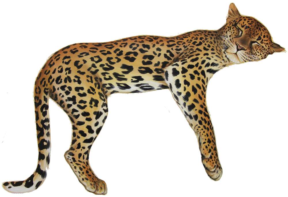 leopard