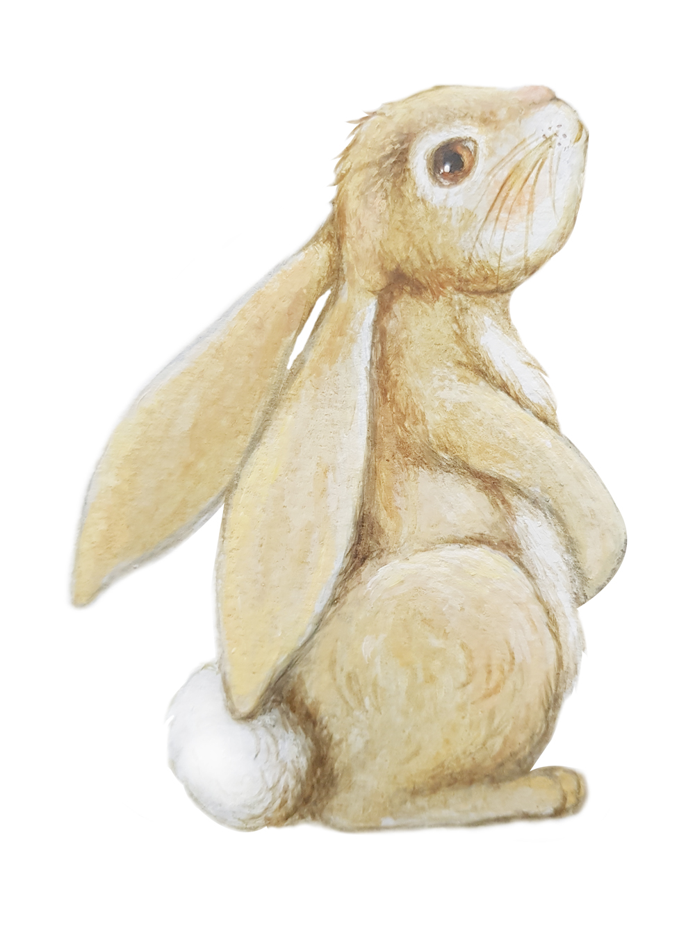 rabbit1