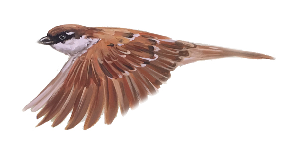 sparrow2
